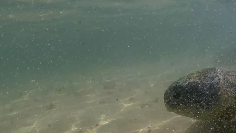 Big turtle Video stock 97845363