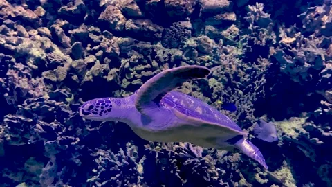 Big turtle Stock Footage 205227303