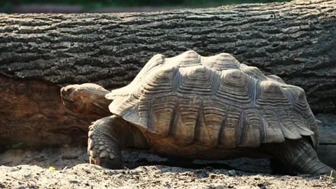 The big turtle Stock Footage 283072693