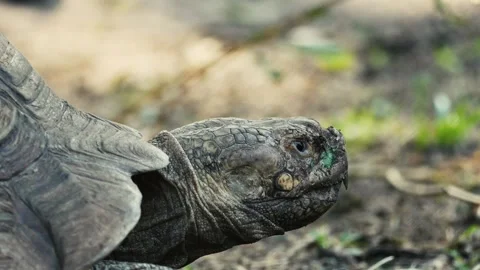 The big turtle Stock Footage 283072695