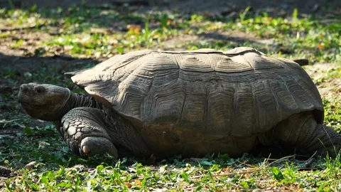 The big turtle Stock Footage 283072703