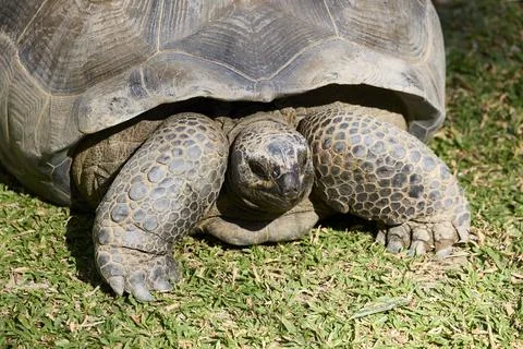 Big turtle on the grass close-up Stock Photos