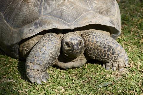 Big turtle on the grass close-up0 Stock Photos