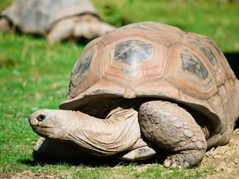 Big turtle in the grass Stock Photos