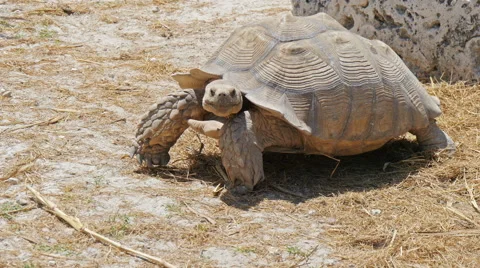Big turtle is on the ground Stock Footage 56623147