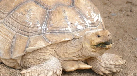 Big turtle is on the ground Stock Footage 64700564