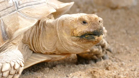 Big turtle is on the ground Stock Footage 64701823