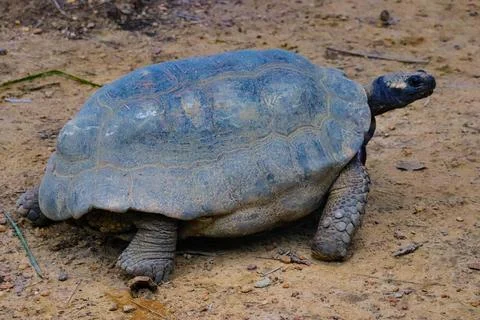 Big turtle on the ground Stock Photos
