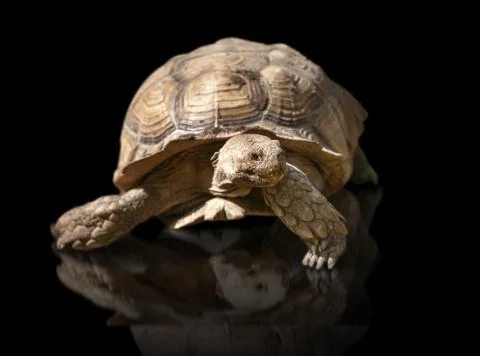 Big turtle isolated Stock Photos