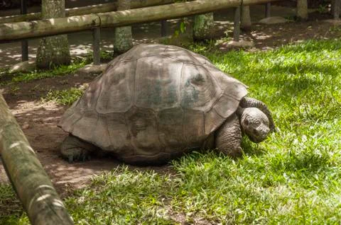 Big turtle in its enclosure Stock Photos