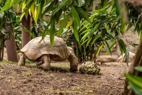 Big turtle in the jungle Stock Photos