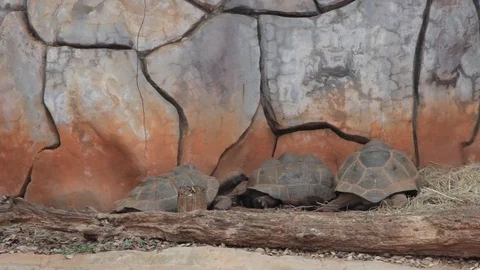 Big Turtle life in natural 動画素材 125281808