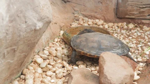 Big Turtle life in natural 動画素材 125281810
