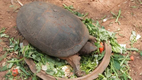 Big Turtle life in natural 動画素材 125281812