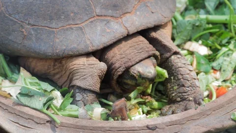 Big Turtle life in natural 動画素材 125281813