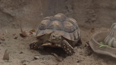 Big Turtle life in natural 動画素材 125281832