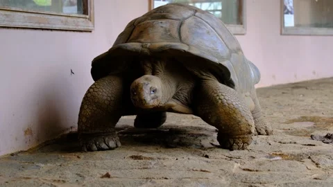 Big turtle in the Mauritius zoo Video stock 169976902