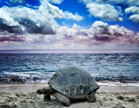 Big turtle on the  ocean beach Stock Photos