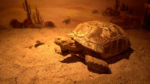 Big Turtle in ocean park Stock Footage
