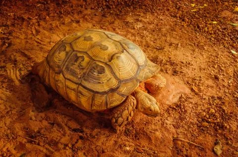 Big turtle on the orange sand Stock-Fotos
