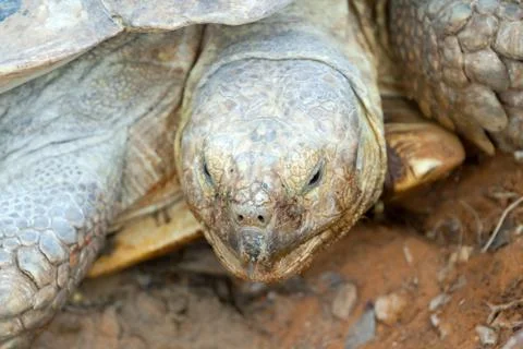 Big turtle Stock Photos