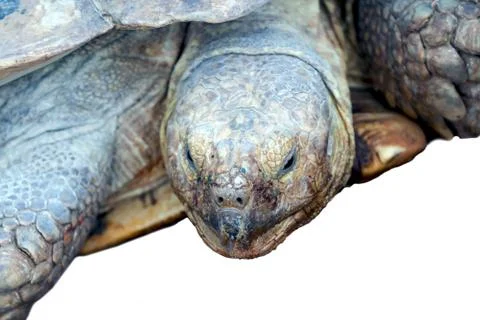 Big turtle Stock Photos