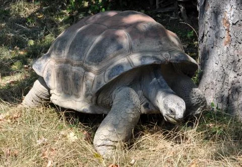 Big turtle Stock Photos