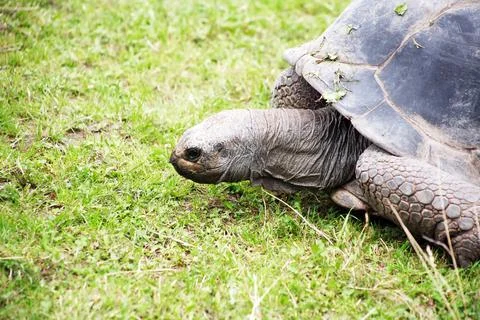 The Big Turtle Stock Photos