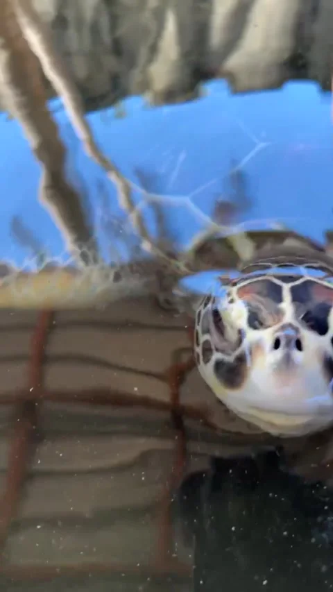 A Big Turtle Poses In Front Of The Camera In The Pool Stock Footage 253713951