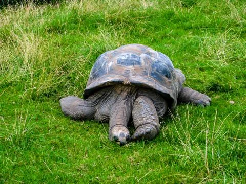 Big turtle resting. Big turtle sleeping in the grass. Stock Photos