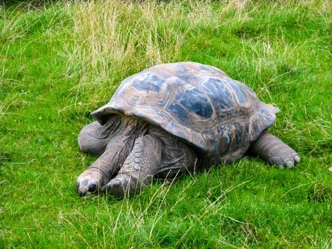 Big turtle resting. Big turtle sleeping in the grass. Stock Photos