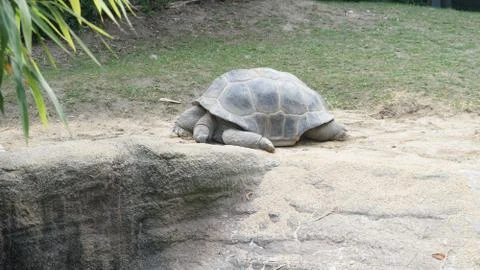 A big turtle rests Stock Photos