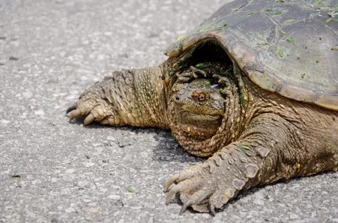 Big turtle on a road Stock Photos