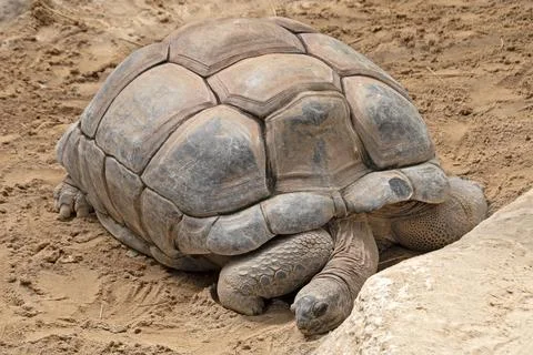 Big turtle in the sand Stock Photos