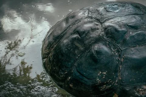 Big turtle shell in muddy water Foto stock