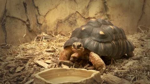 Big turtle slowly moving on a yellow straw in a zoo Stock Footage 232680485
