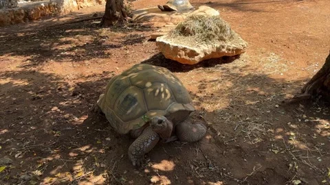 Big turtle slowly moving on a yellow straw in a zoo. Close-up of turtle Vídeo Stock 251635692