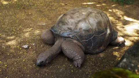 The big turtle standing on the ground slowly turns its head. Stock Footage 104865324