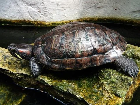 Big turtle on a stone 库存照片