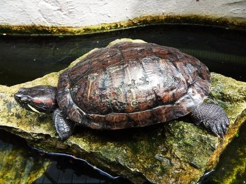 Big turtle on a stone Fotos de archivo