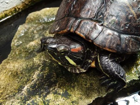Big turtle on a stone Photos