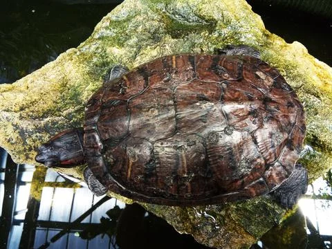 Big turtle on a stone Stockfoto's