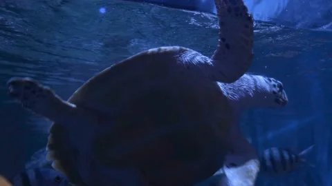 Big turtle swimming with fish in blue water Stock-Footage 154031684