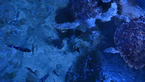 Big turtle swimming with fish in blue water Stock-Footage 154034926