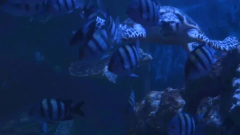 Big turtle swimming with fish in blue water Stock-Footage 154035149