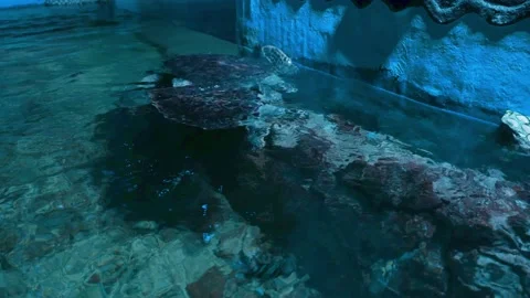 Big turtle swimming with fish in blue water Stock-Footage 154035327