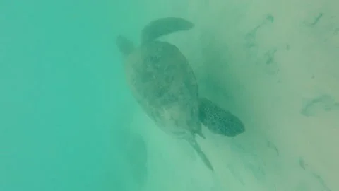 Big turtle swimming in the ocean, vertical video Stock-Footage 221671270