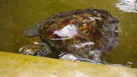 Big turtle swimming in a pool at a turtle hatchery in Sri Lanka. Stock Footage 69106208