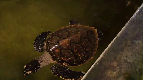 Big turtle swimming in a pool at a turtle hatchery in Sri Lanka. Stock Footage 69107505