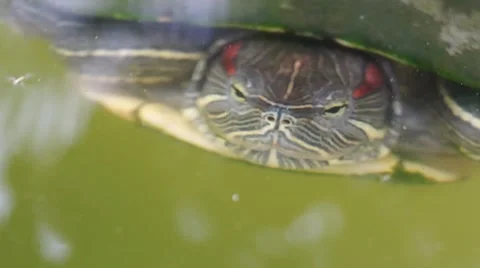 A big turtle is swimming in the water Video stock 49014986